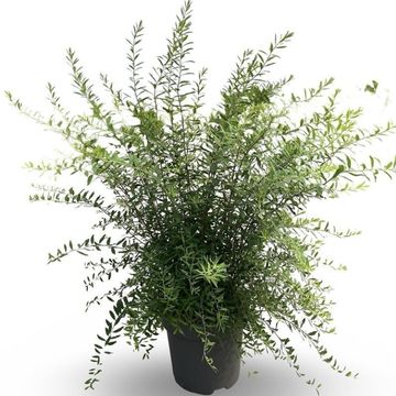Spiraea x cinerea 'Grefsheim'