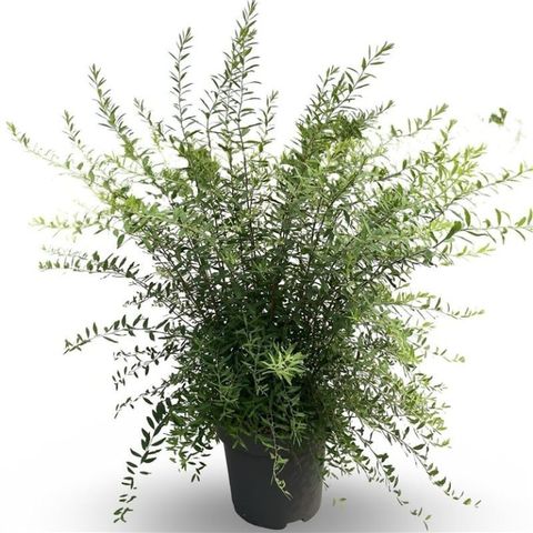 Spiraea x cinerea 'Grefsheim'