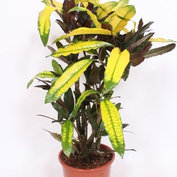 Codiaeum variegatum 'Mango'