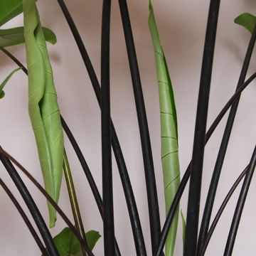 Alocasia 'Black Zebrina'