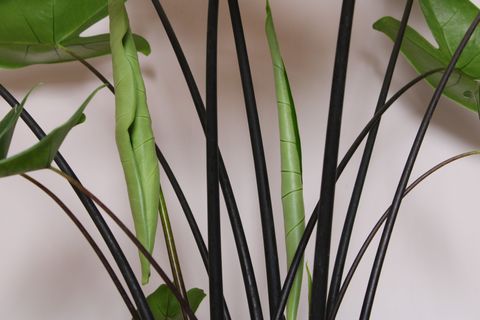 Alocasia 'Black Zebrina'