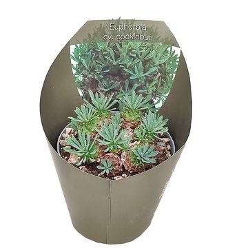 Euphorbia 'Cocklebur'