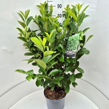 Prunus laurocerasus 'Rotundifolia'