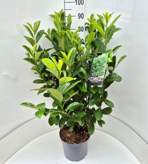 Prunus laurocerasus 'Rotundifolia'