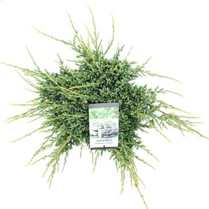 Juniperus squamata 'Holger' (Bremmer Boomkwekerijen)