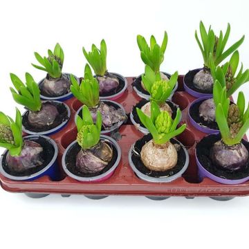 Hyacinthus orientalis MIX