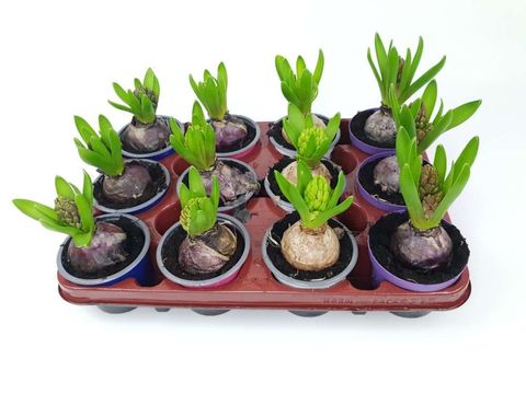 Hyacinthus orientalis MIX