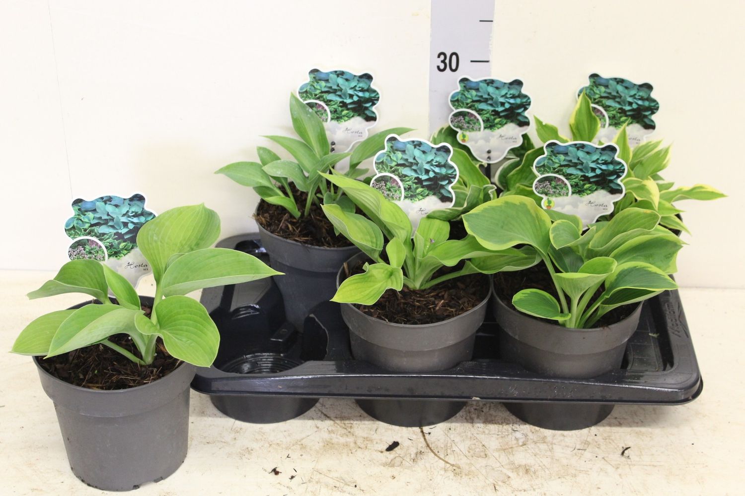 Hosta MIX — Plant Wholesale FlorAccess