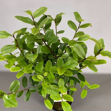 Magnolia laevifolia GAILS FAVOURITE