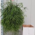Rhipsalis baccifera mauritiana