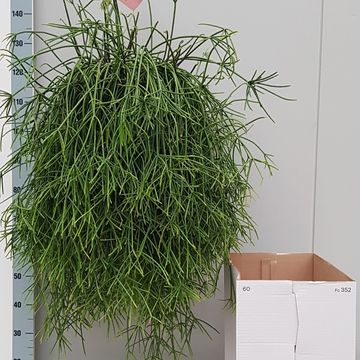 Rhipsalis baccifera mauritiana