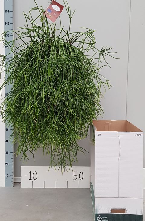Rhipsalis baccifera mauritiana