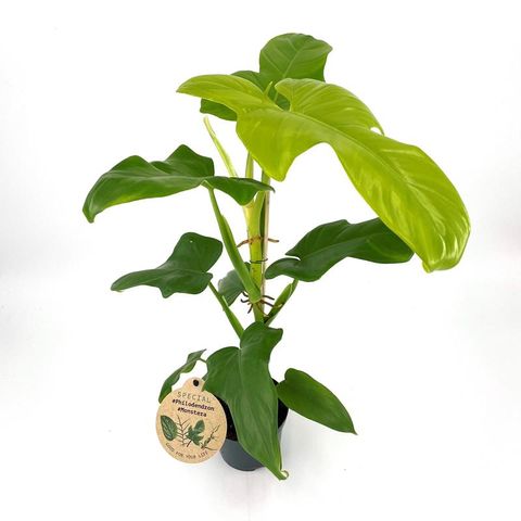 Philodendron bipennifolium 'Aurea'