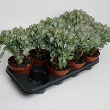 Crassula arborescens undilatifolia