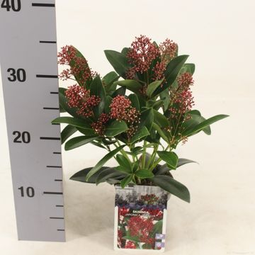 Skimmia japonica 'Rubella'