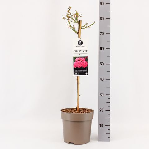 Rosa CHARMANT