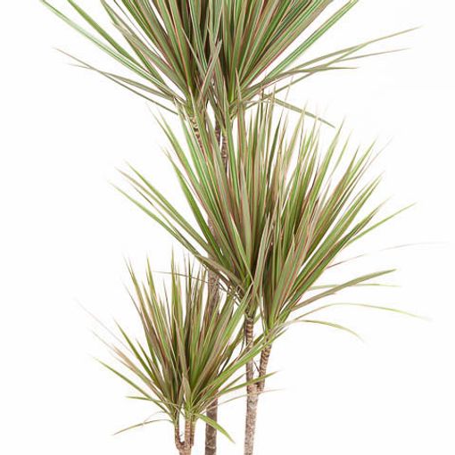 Dracaena bicolor