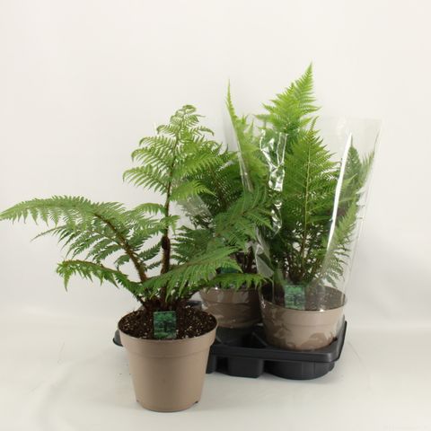 Cyathea tomentosissima 'Highland Lace'