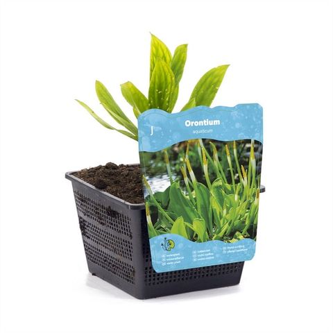 Orontium aquaticum