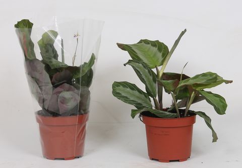 Maranta 'Silver Band'