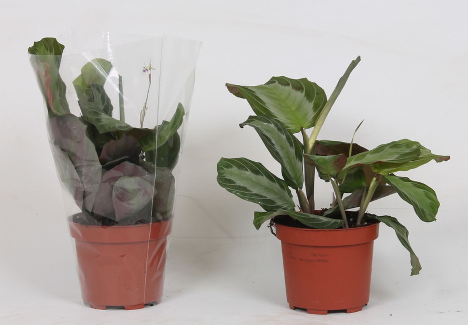 Maranta 'Silver Band' — Plant Wholesale FlorAccess