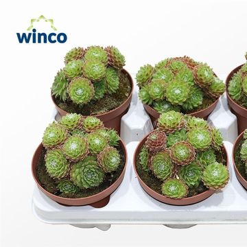 Sempervivum arachnoideum