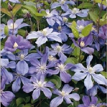 Clematis 'Arabella' (D)