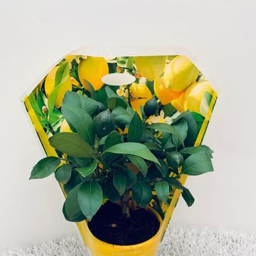 Citrus x meyeri 'Meyer'