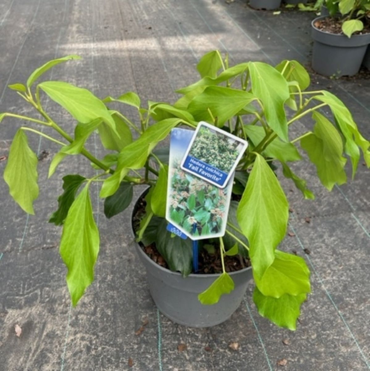 gummibaum ficus elastica tineke Gummibaum Ficus Elastica Tineke  vielgrn