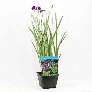 Iris ensata 'Вариегата'