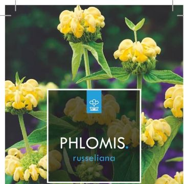 Phlomis russeliana
