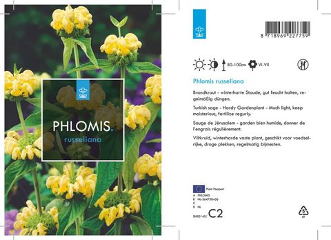 Phlomis russeliana