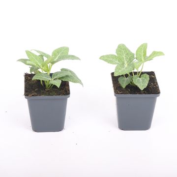 Helleborus lividus WHITE