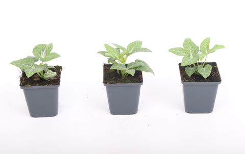 Helleborus lividus WHITE