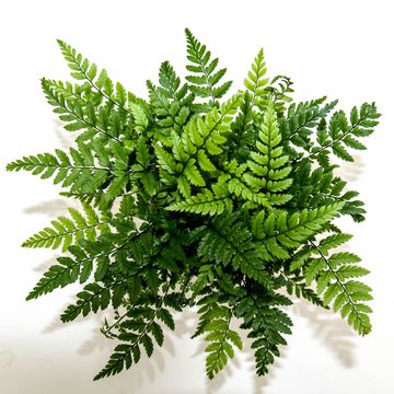 Polystichum tsus-simense