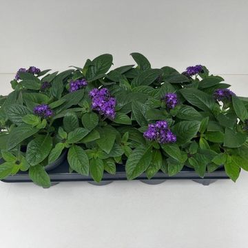 Heliotropium arborescens MIX