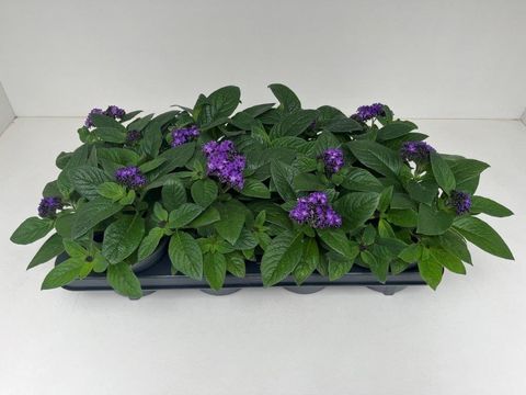 Heliotropium arborescens MIX