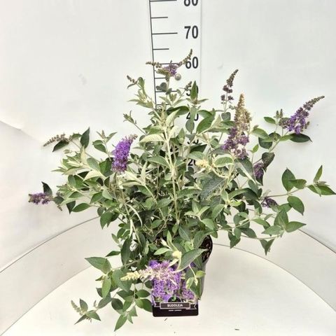 Buddleja 'Лочинч'