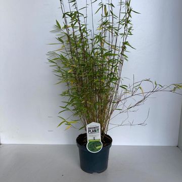 Fargesia nitida 'Volcano'