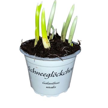 Galanthus nivalis
