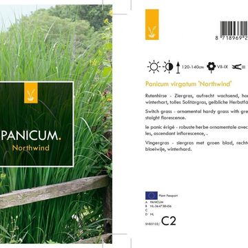 Panicum virgatum 'Northwind'