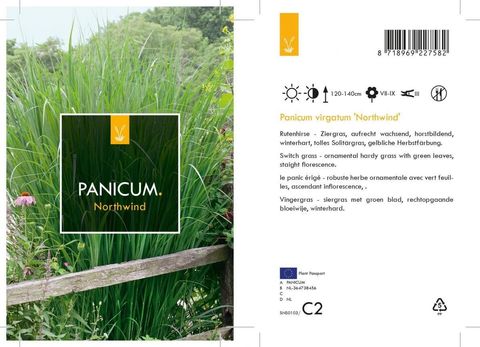 Panicum virgatum 'Northwind'