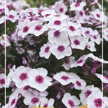 Phlox EARLY BLUSH POP