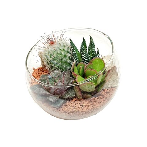 Arrangement Succulents