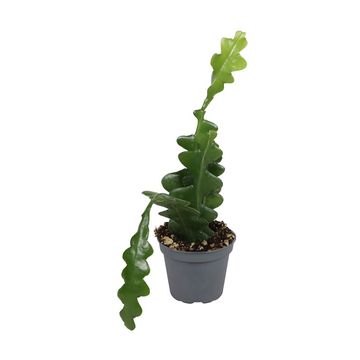 Epiphyllum anguliger