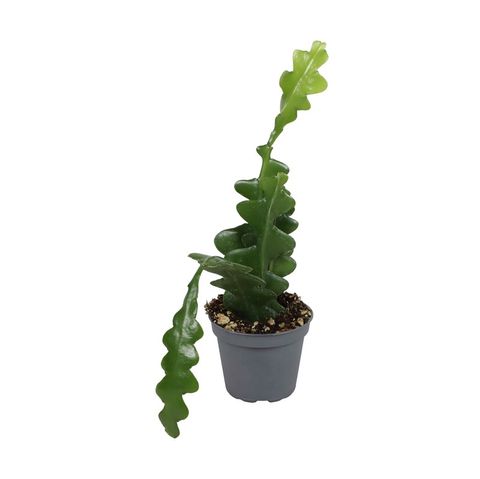 Epiphyllum anguliger