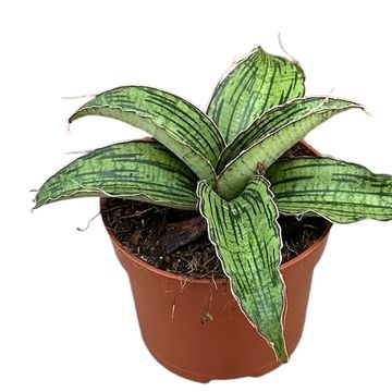 Sansevieria 'Cleopatra'