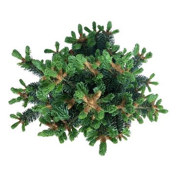 Abies lasiocarpa 'Compacta'