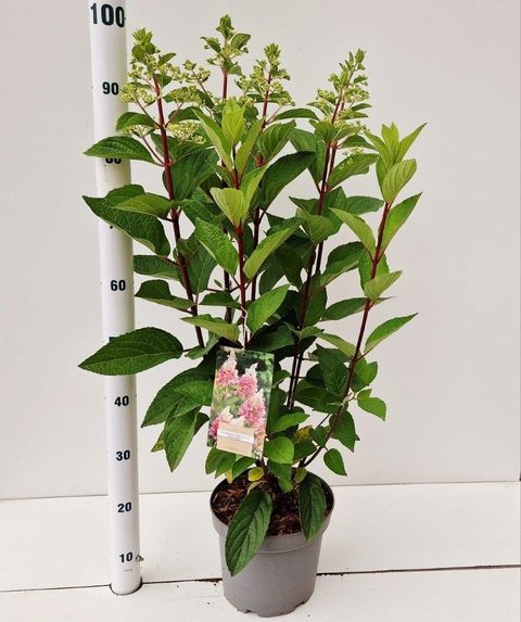 Hydrangea paniculata PINKY WINKY