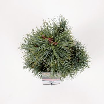 Pinus pumila 'Glauca'